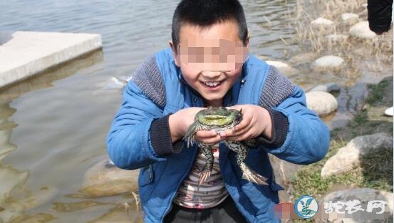 牛蛙是青蛙吗?有什么区别吗?