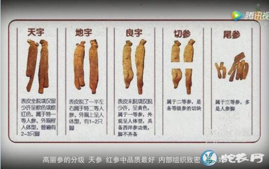 高丽参