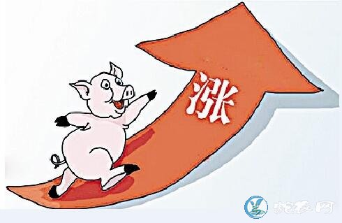 农业农村部回应关于猪肉价格持续上涨问题！