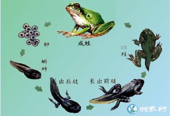 蝌蚪变青蛙的过程图