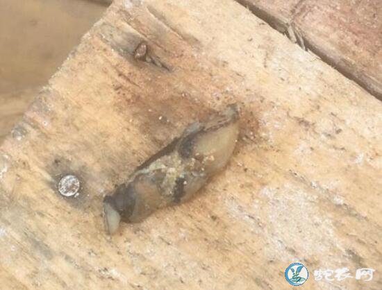 关于蛇苗吃食后容易呕吐的问题分析