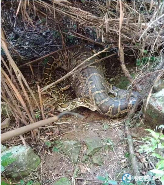 福建65斤蟒蛇生吞80斤羊事件!