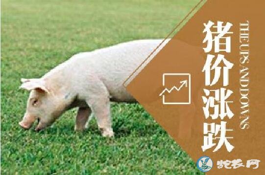 非洲猪瘟控制效果明显!市场猪价一直不降怎么办?