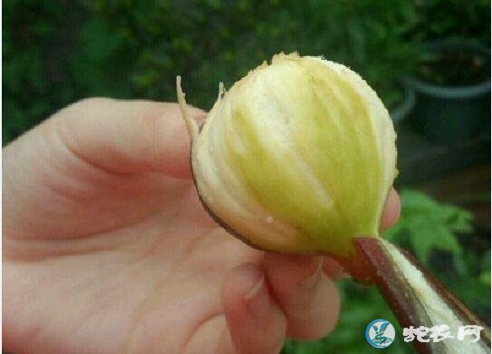 无花果怎么吃