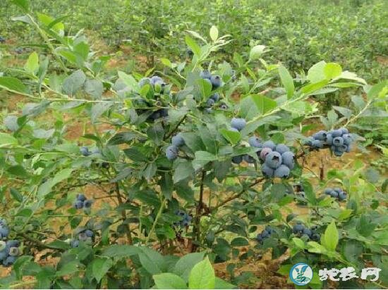 蓝莓种植