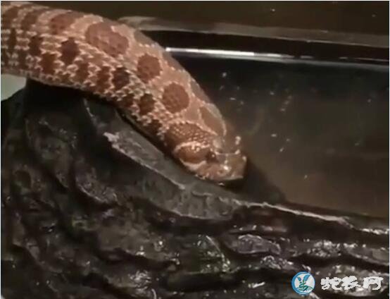 养蛇治病水中投放药物方法,给水量多少最适合?
