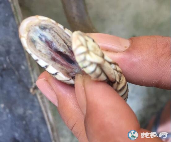 图说养蛇:蛇友水律蛇发病求助、肺炎太可怕!
