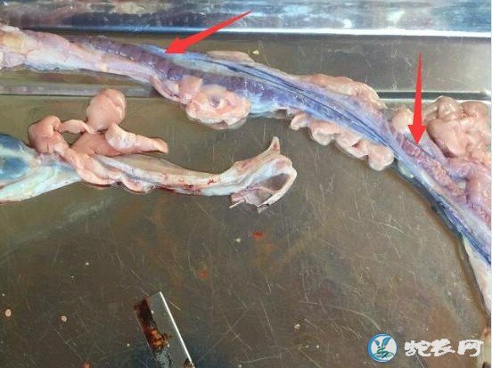 图说养蛇:蛇友水律蛇发病求助、肺炎太可怕!