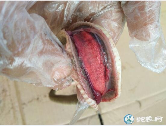 图说养蛇:蛇友水律蛇死亡原因解剖求助分析!