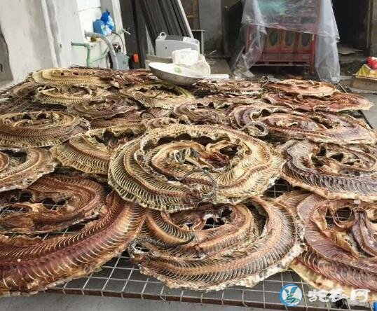 蛇怎么晒干?乌梢蛇干制作方法?
