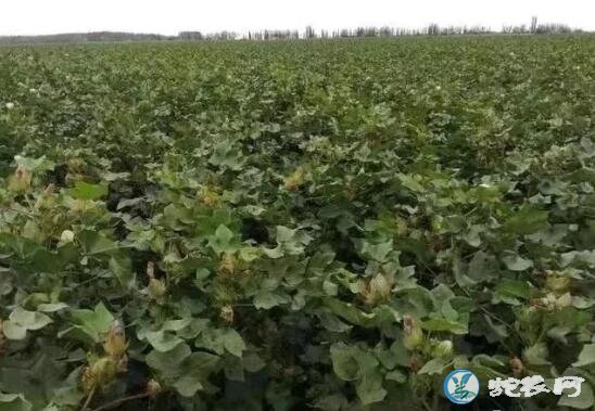 大爷就是大爷!山东老大爷直接用棉花杀虫剂给伤口“消毒”!