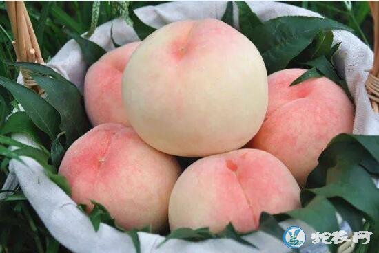 桃子什么时候成熟?桃子几月份成熟的比较多?