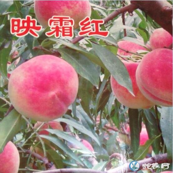 桃子什么时候成熟?桃子几月份成熟的比较多?