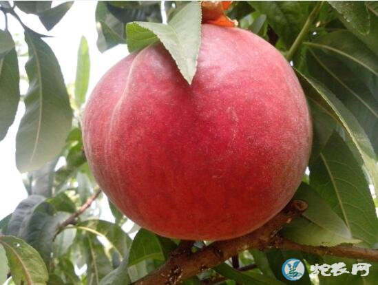桃子什么时候成熟?桃子几月份成熟的比较多?