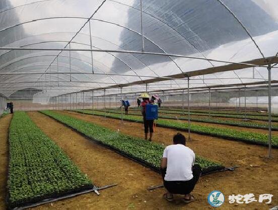甜瓜种植技术