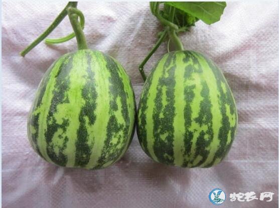 甜瓜图片