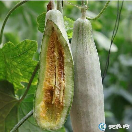 甜瓜图片