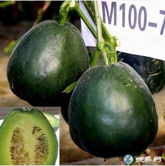 甜瓜图片