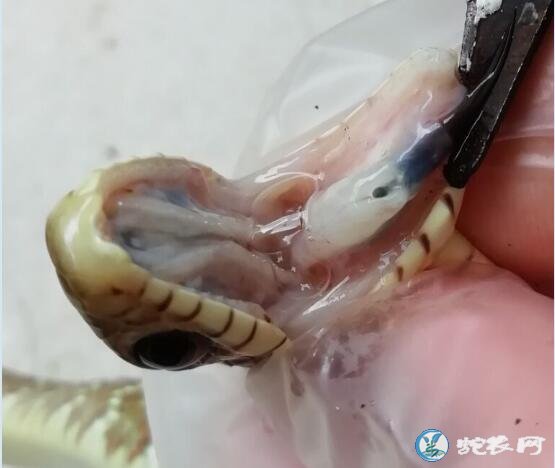 图说养蛇:一列疑似水律蛇“白心病”解剖分享