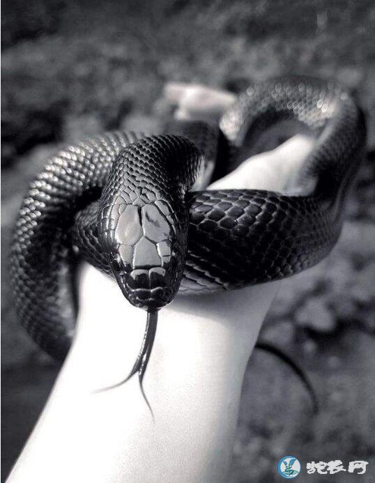 黑色蛇图片大全