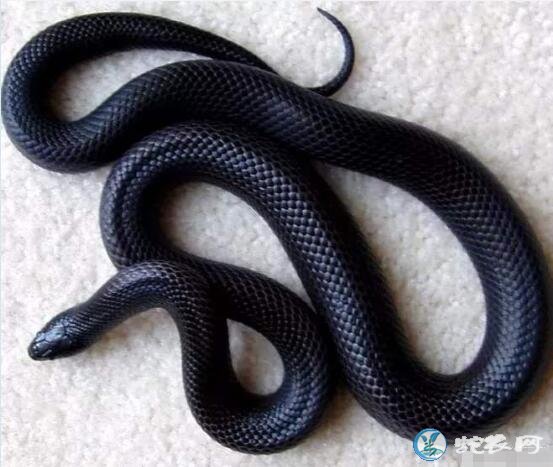黑色蛇图片大全,黑色蛇都有哪些名字?