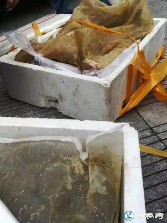 车厢藏900余斤大型养殖毒蛇!司机被处以罚款1500元!