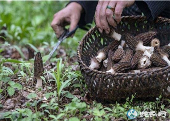羊肚菌哪些人不宜吃?羊肚菌的禁忌有哪些?