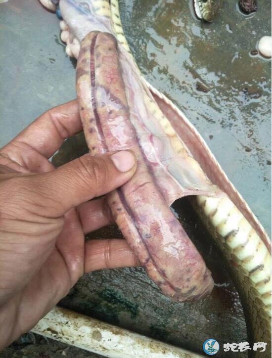 图说养蛇:这条解剖的蛇肝脏看了都可怕!