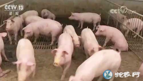 中国农科院发布猪场复养技术!可以完全防止非洲猪瘟泛滥!