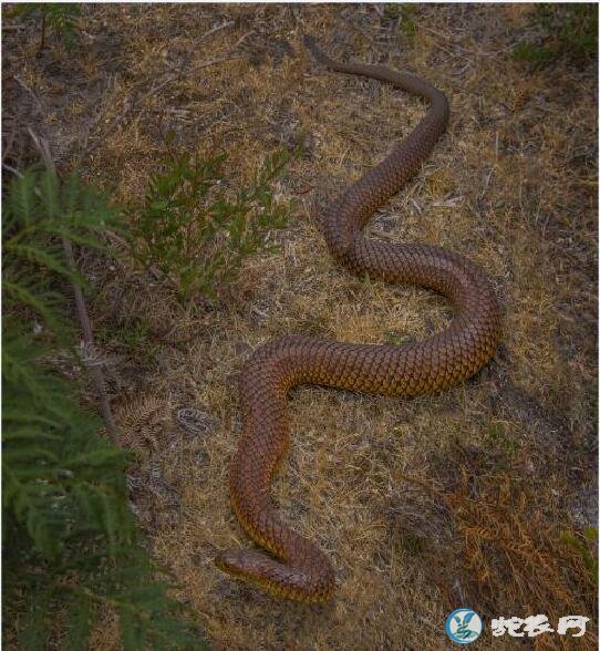 澳洲铜头蛇