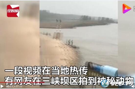 湖北三峡大坝出现神秘“龙样水怪”!究竟是什么生物?