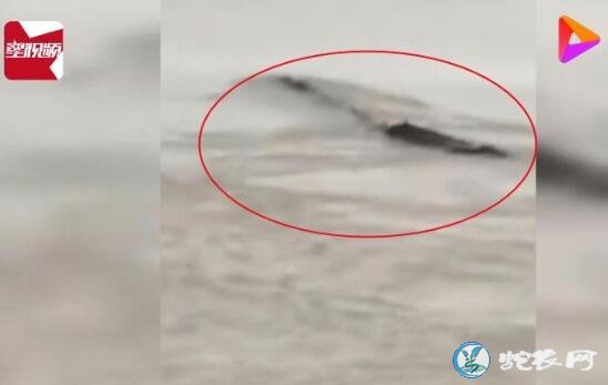 湖北三峡大坝出现神秘“龙样水怪”!究竟是什么生物?