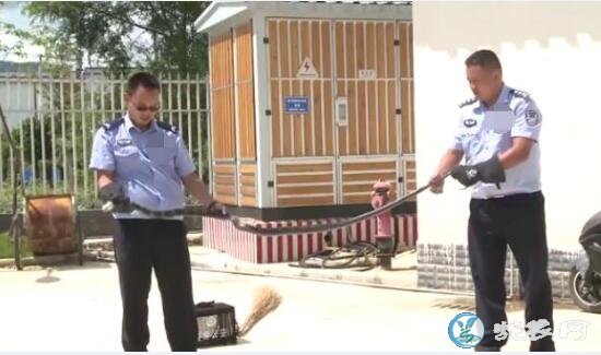 5斤眼镜王蛇闯入小学!民警及时抓捕归案!