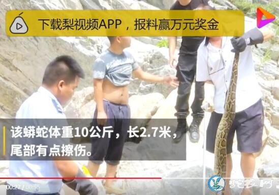 云南金平修高速公路挖出黑色巨型蟒!