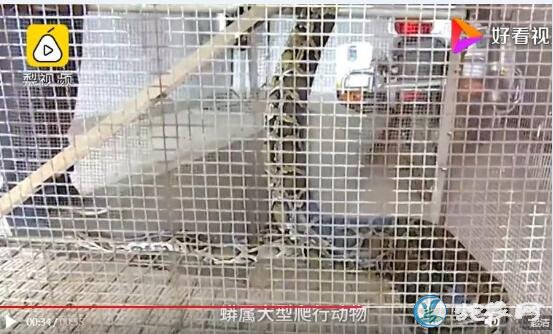 云南金平修高速公路挖出黑色巨型蟒!