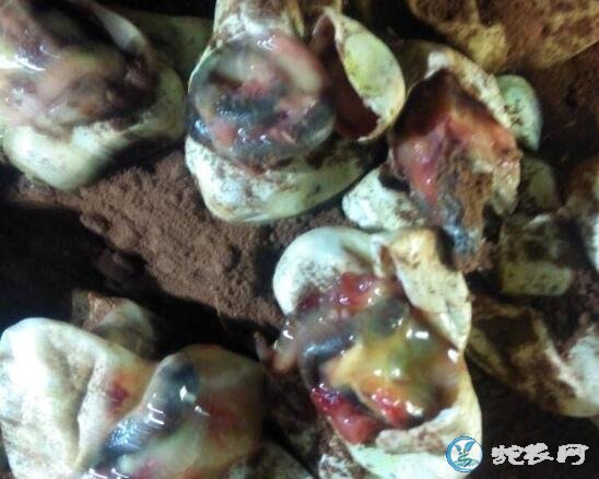 蛇蛋凹陷下去、蛇蛋孵化后期会凹陷原因及对策!