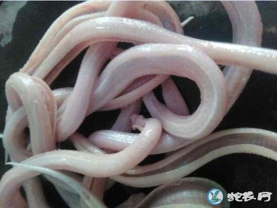 椒盐蛇排怎么做好吃?椒盐蛇排的做法大全!