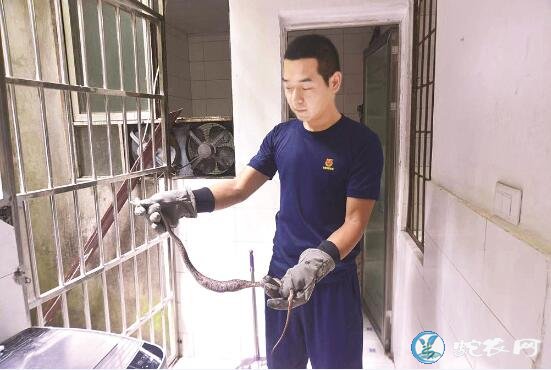 万州区毒蛇闯进屋里吓坏主人!消防队员及时出手!