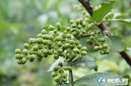怎样种青花椒?看建筑商王宪昌是如何返乡种植青花椒致富的!