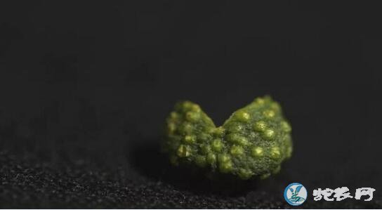 怎样种青花椒?看建筑商王宪昌是如何返乡种植青花椒致富的!