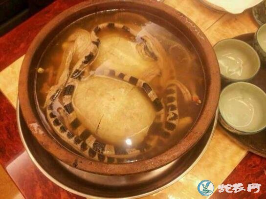银环蛇炖龟汤
