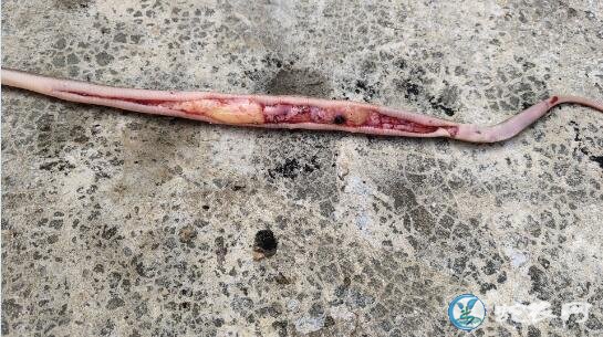 图说养蛇:一养蛇人蛇苗死亡解剖分享原因!