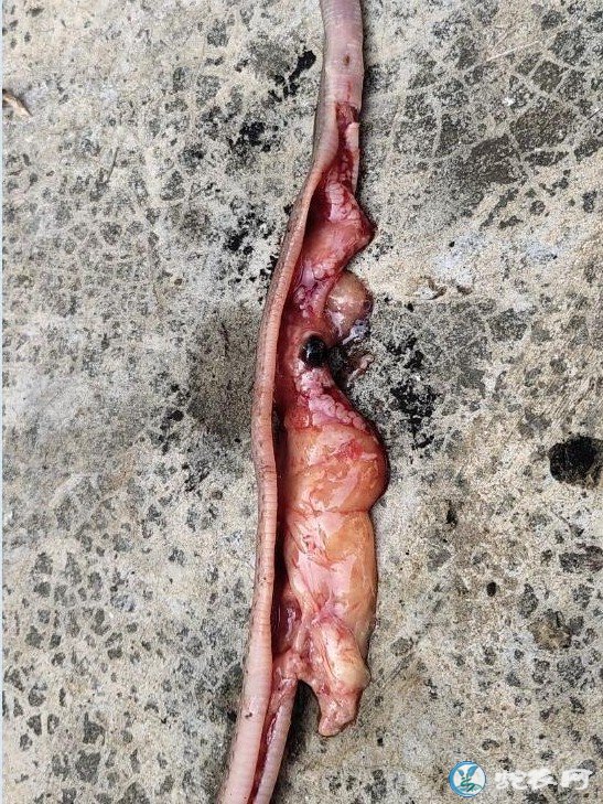 图说养蛇:一养蛇人蛇苗死亡解剖分享原因!