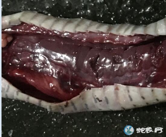 解剖蛇一定要新鲜、死亡太久无法确诊!