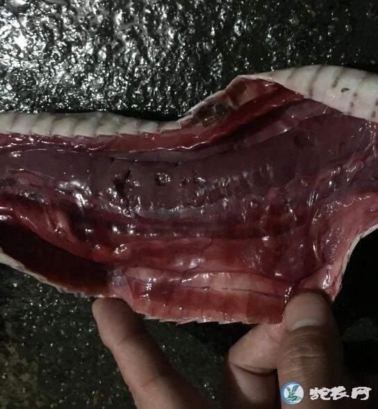 解剖蛇一定要新鲜、死亡太久无法确诊!