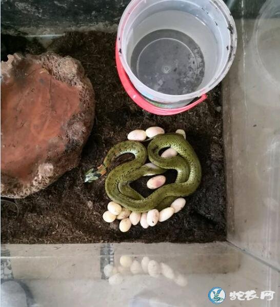 虎斑游蛇蛋图片大全、虎斑游蛇产蛋是什么样子的?