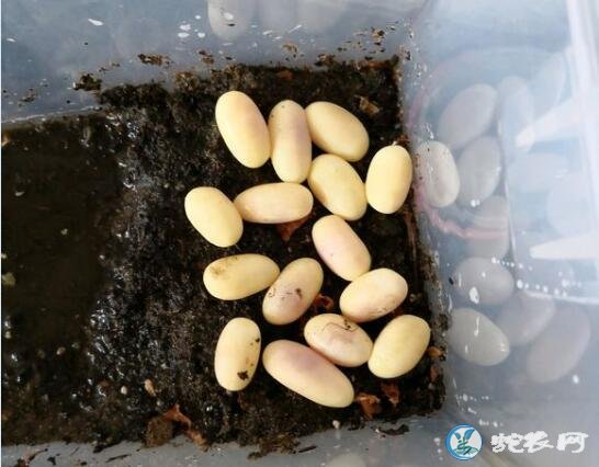 虎斑游蛇蛋图片大全、虎斑游蛇产蛋是什么样子的?
