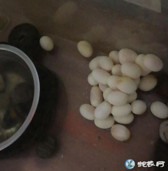 虎斑游蛇蛋图片大全、虎斑游蛇产蛋是什么样子的?
