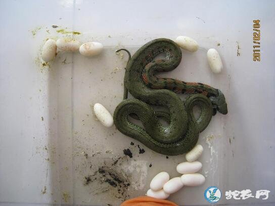 虎斑游蛇蛋图片大全、虎斑游蛇产蛋是什么样子的?