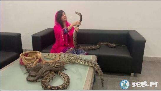 印度总理莫迪遭巴基斯坦流行女歌手用蛇“威胁”怎么回事？